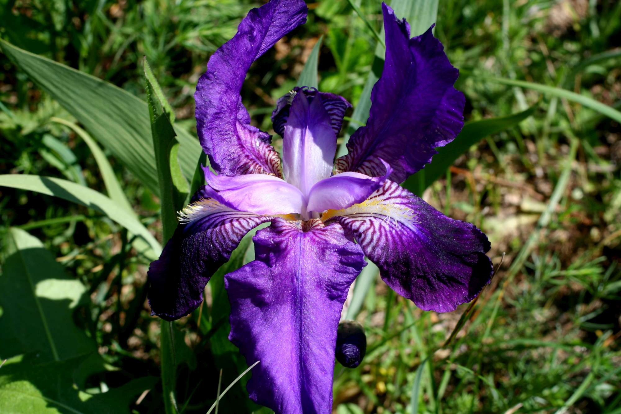 Iris germanica